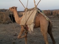 Camel with activated Hand Brake